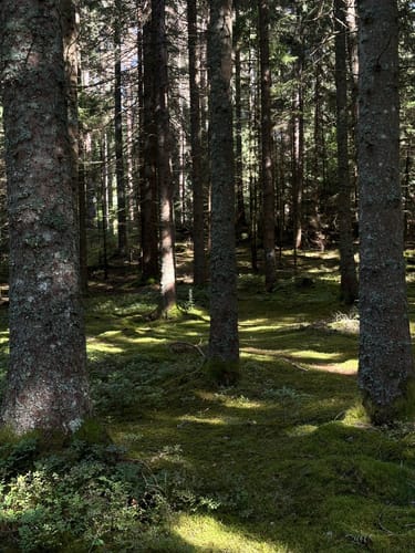 Säbelthomaweg (Genießerpfad)