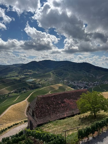 Durbacher Weinpanorama (Premiumwanderweg)