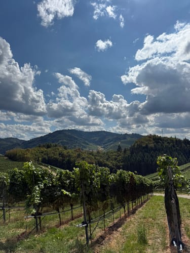 Durbacher Weinpanorama (Premiumwanderweg)