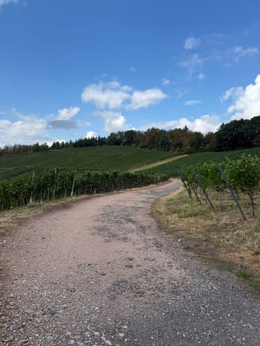 Durbacher Weinpanorama (Premiumwanderweg)