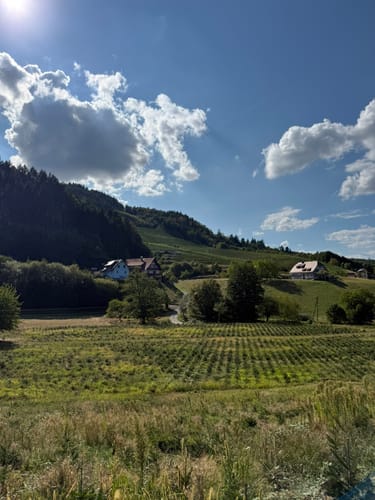Durbacher Weinpanorama (Premiumwanderweg)