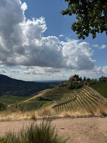 Durbacher Weinpanorama (Premiumwanderweg)