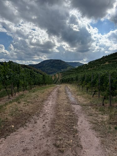 Durbacher Weinpanorama (Premiumwanderweg)