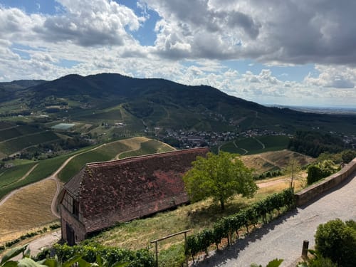 Durbacher Weinpanorama (Premiumwanderweg)