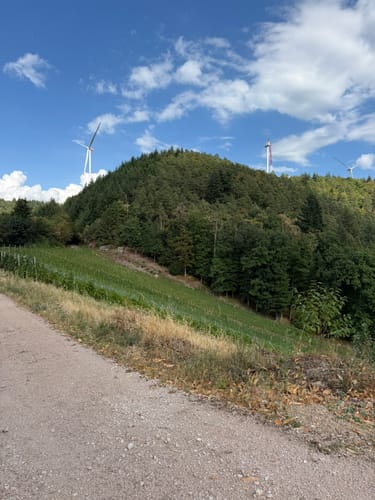Durbacher Weinpanorama (Premiumwanderweg)