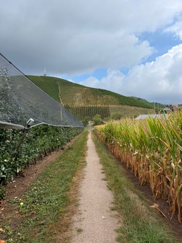 Durbacher Weinpanorama (Premiumwanderweg)