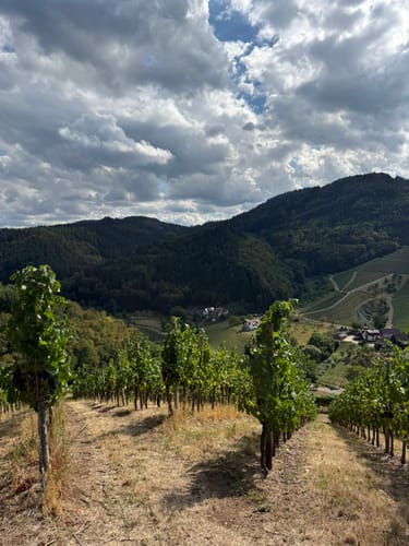 Durbacher Weinpanorama (Premiumwanderweg)