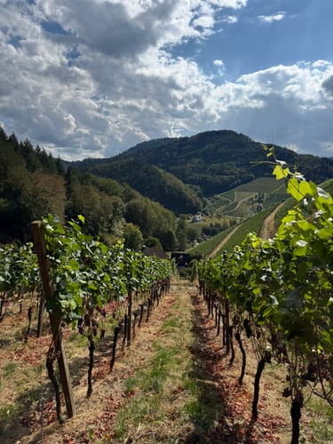 Durbacher Weinpanorama (Premiumwanderweg)