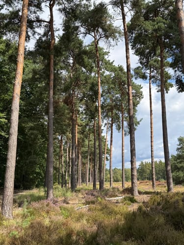 Roermond - Meinweg Fietsroute