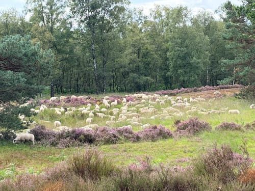 Roermond - Meinweg Fietsroute
