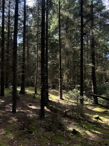 Marbæk Øen
