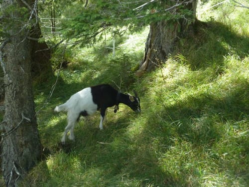 Eibsee Rundweg und Hochthörlehütte