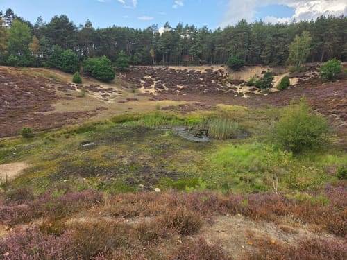 Misselhorner Heide