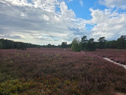 Misselhorner Heide