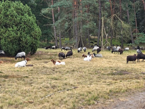Misselhorner Heide