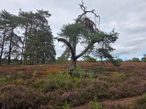 Misselhorner Heide