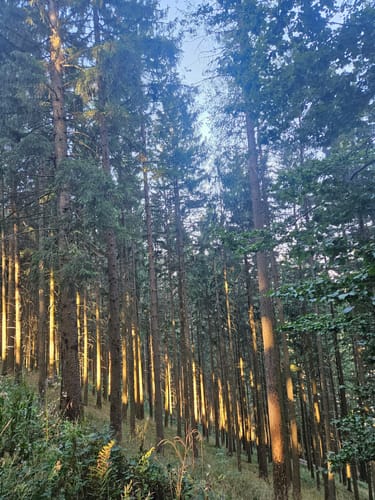 Reiglesburg Trail Run