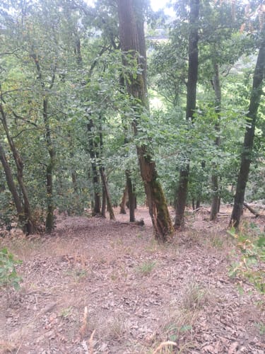 Scheid - Knorreichensteig - Kahle Haardt