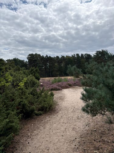 Westruper Heide: Bienenroute (rot)