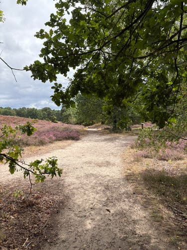 Westruper Heide: Bienenroute (rot)