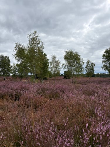 Westruper Heide: Bienenroute (rot)