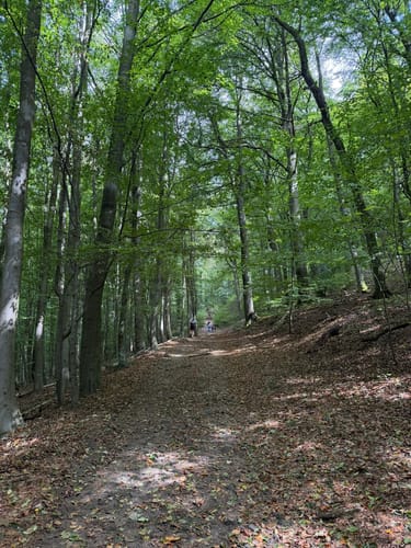 Margaretenhöhe - Löwenburg - Tretschbachtal - Ölberg
