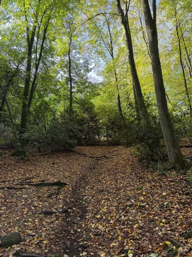Margaretenhöhe - Löwenburg - Tretschbachtal - Ölberg
