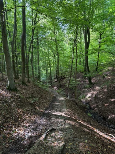 Margaretenhöhe - Löwenburg - Tretschbachtal - Ölberg