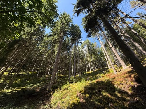 Waldnaabtal Rundweg (Hammermühl-Runde kurz)