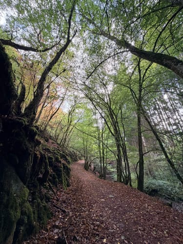 Bäche-Runde und Geierlay Hängebrücke