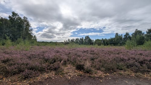 Rund um das Wittmoor