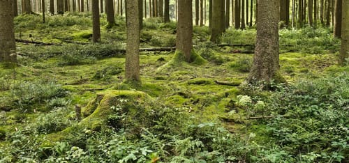 Struffeltroute