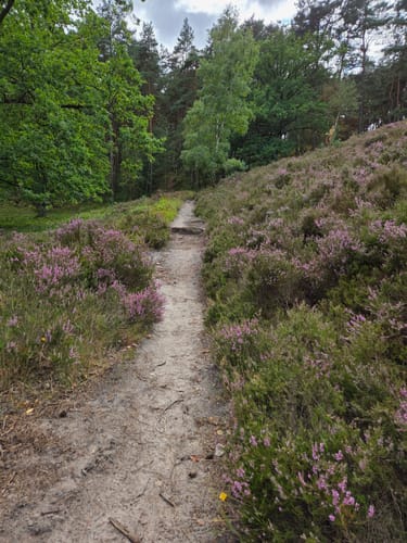 Zum Segelflugplatz durch die Fischbeker Heide