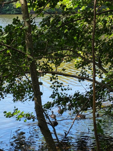 Bärensee Rundweg