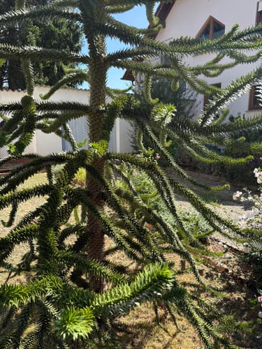 Um den Heidenberg (Igel 4)