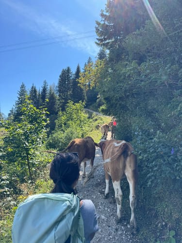 Brauneck Bergstation - Stangeneck Wanderung