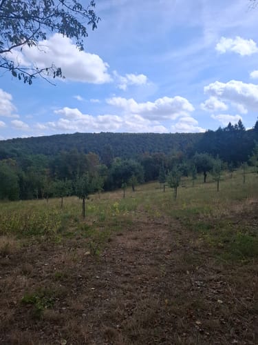 Pfälzer Weinsteig Etappe 2: Neuleiningen - Bad Dürkheim