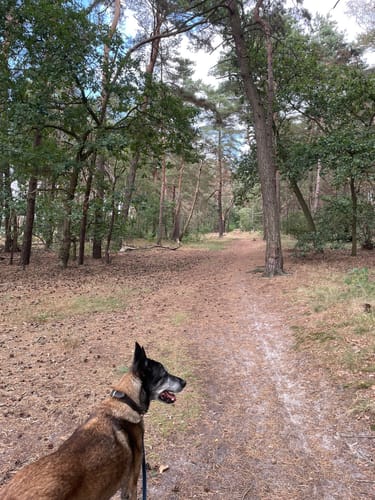 Durch die Steller Heide