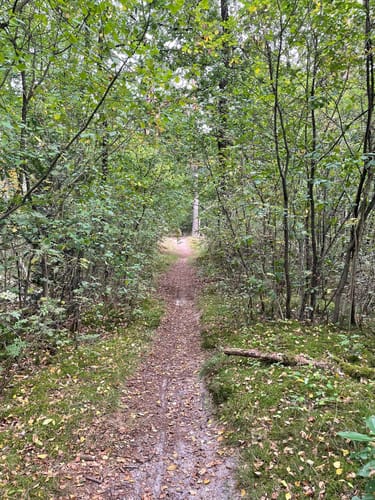 Durch die Steller Heide