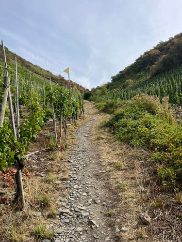 Moselsteig Etappe 18: Beilstein - Cochem