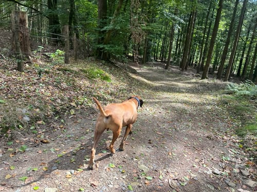 Rundweg A5: Rund um Ehringhausen