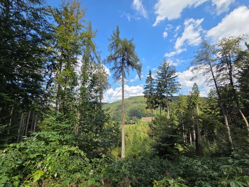 Oberhöllgrund - Mülben