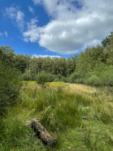 Durch die Steller Heide