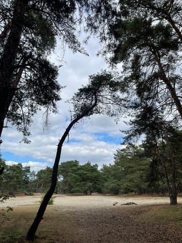 Durch die Steller Heide