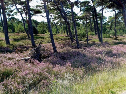 Ø-Camino Fanø Etape 1: Nordby - Sønderho