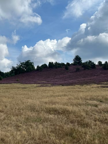 Totes Holz und lebendige Heide