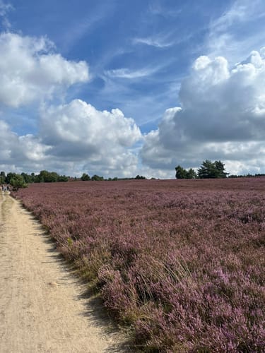 Totes Holz und lebendige Heide