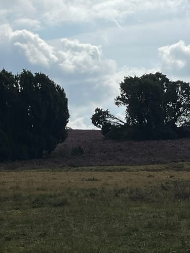 Totes Holz und lebendige Heide