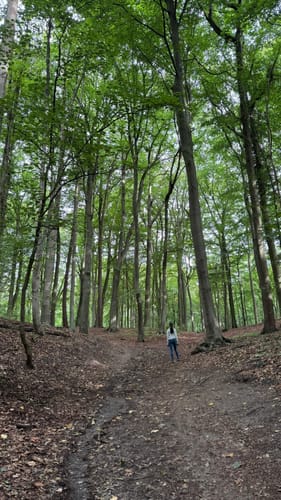 Runde im Düsternbrooker Gehölz