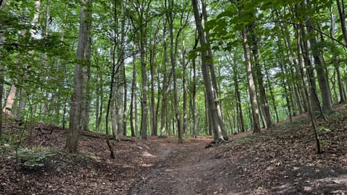 Runde im Düsternbrooker Gehölz